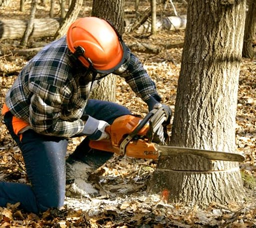 Tree Removal in Carrollton, MI